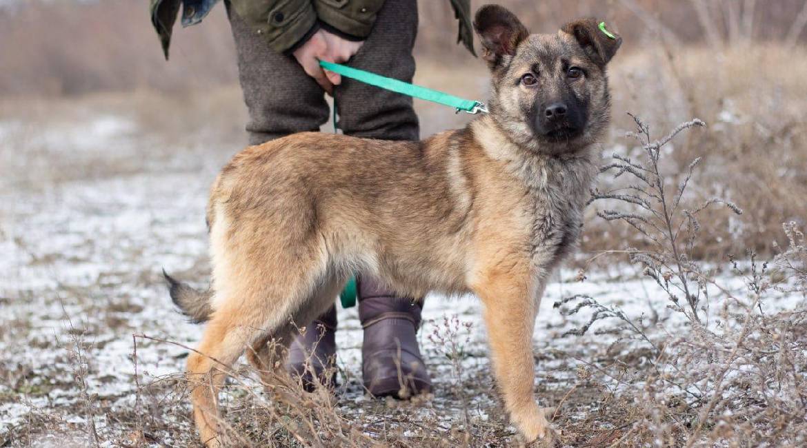 Chiens à adopter