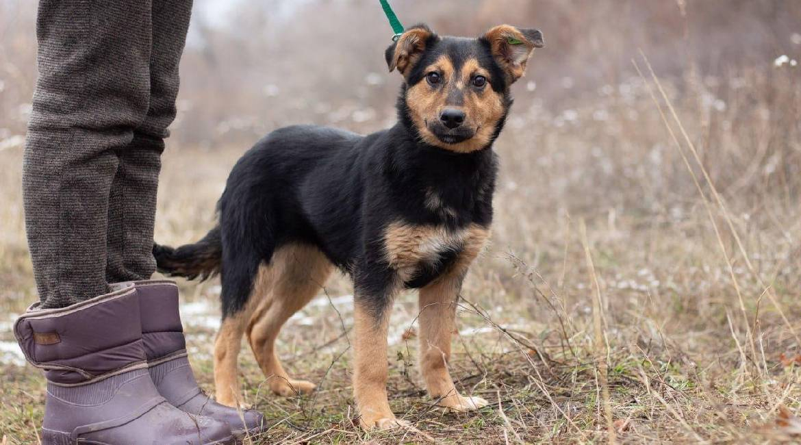 Chiens à adopter