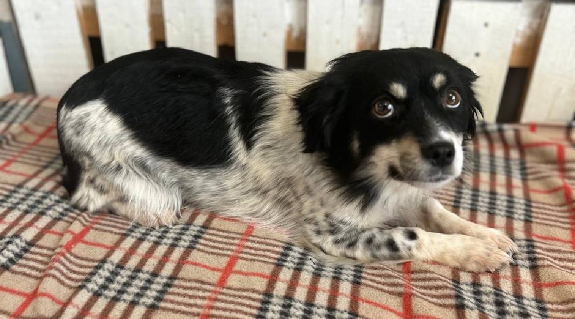 Chiens à adopter