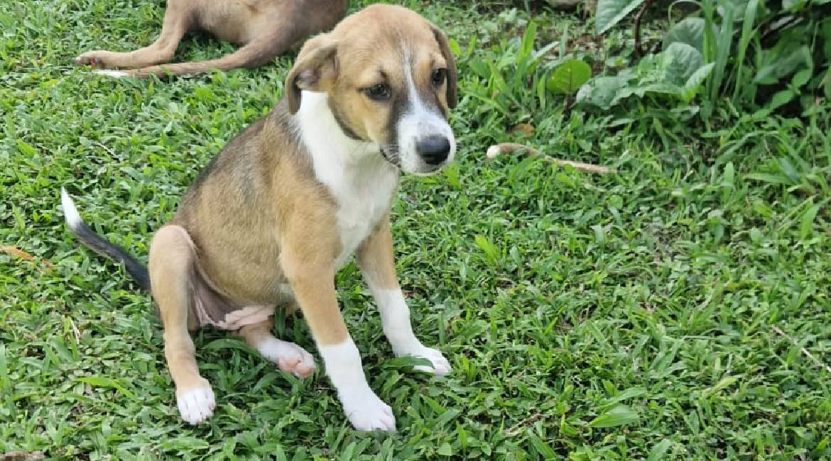 Chiens à adopter