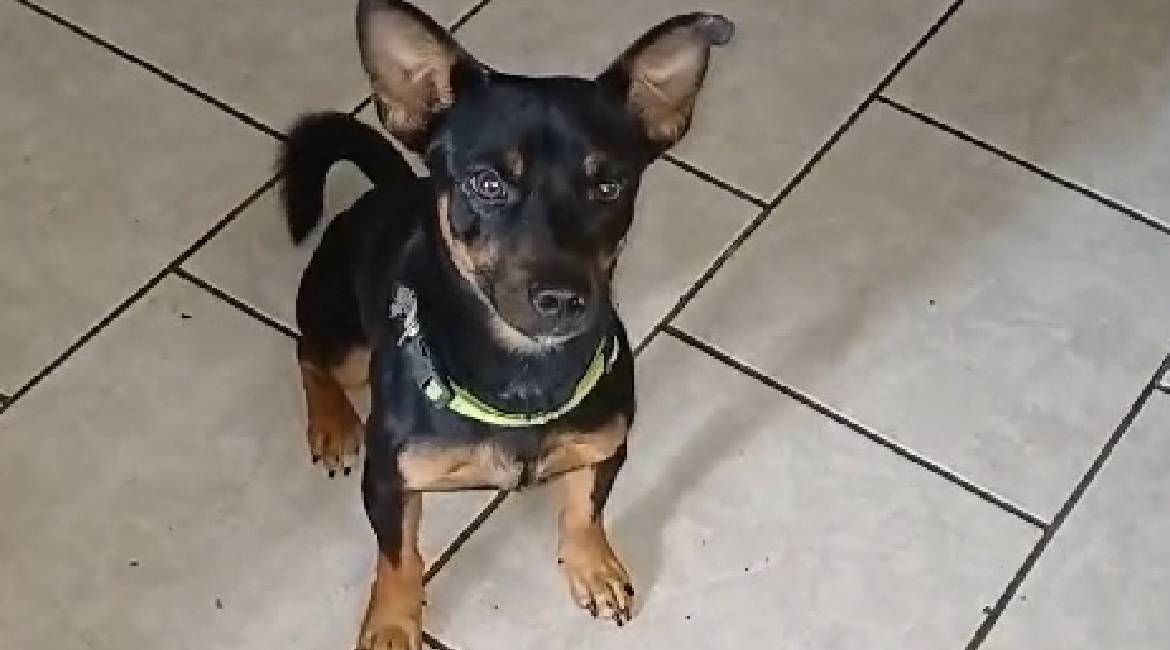 Chiens à adopter