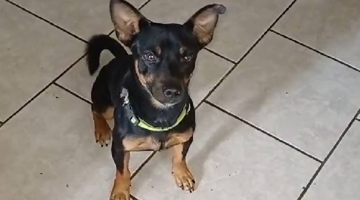 Chiens à adopter