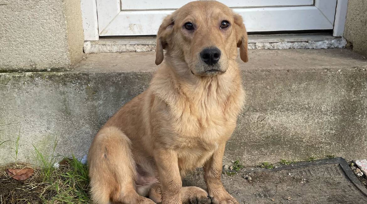 Chiens à adopter