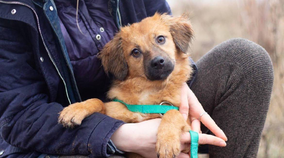 Chiens à adopter