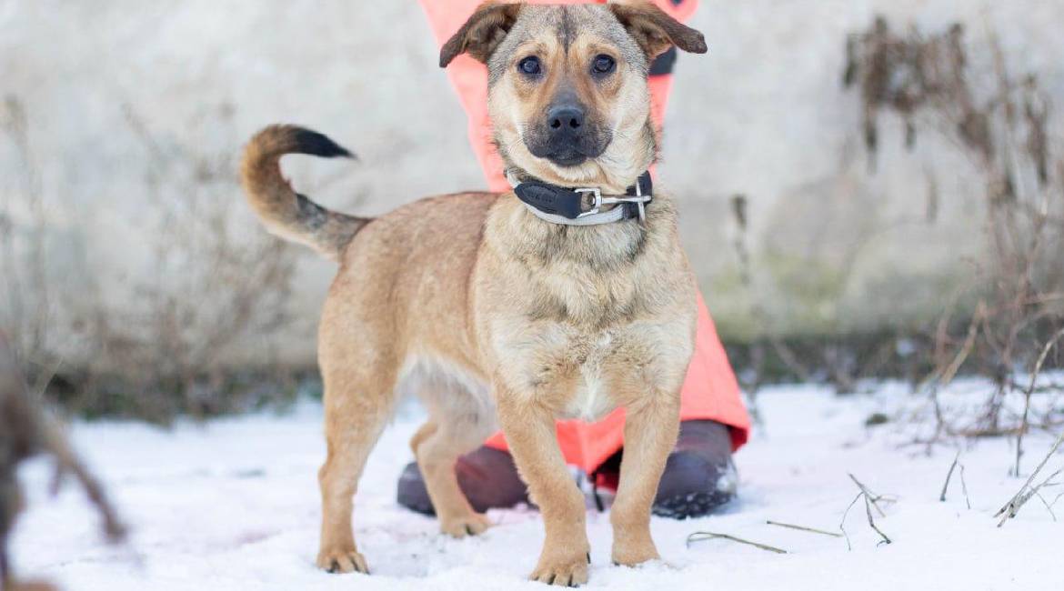 Chiens à adopter