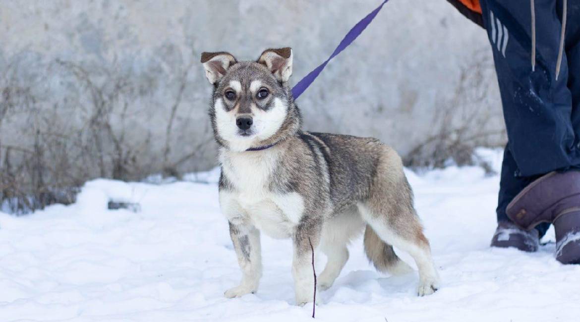 Chiens à adopter