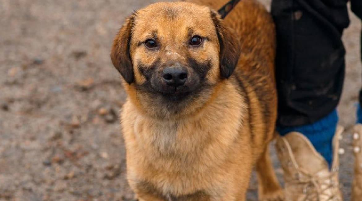 Chiens à adopter