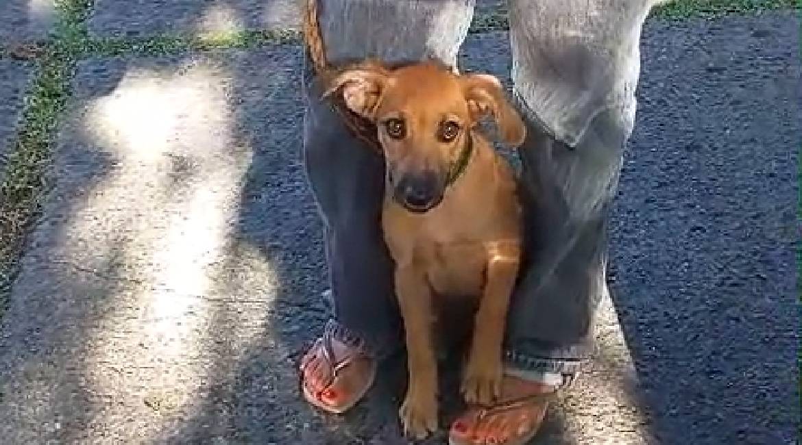 Chiens à adopter