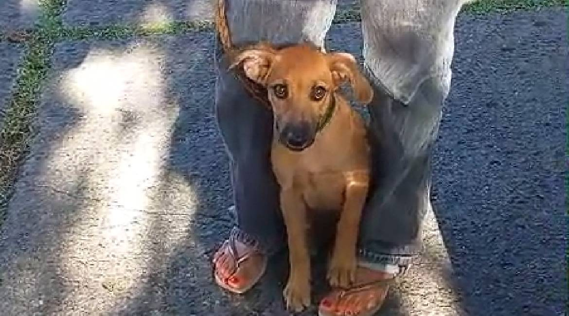 Chiens à adopter
