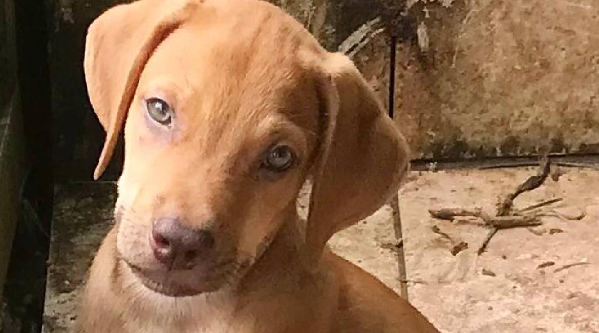 Chiens à adopter