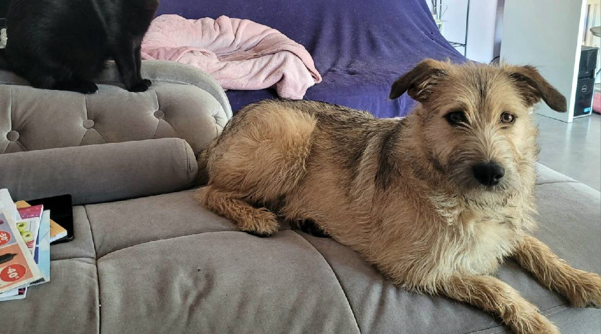 Chiens à adopter