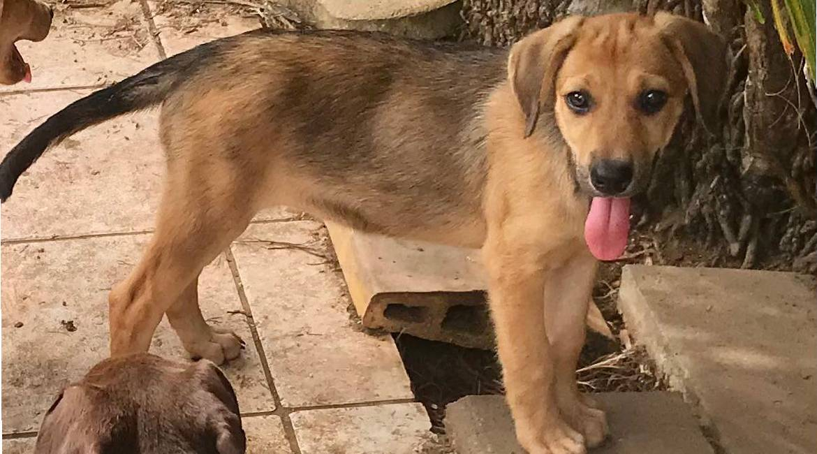 Chiens à adopter