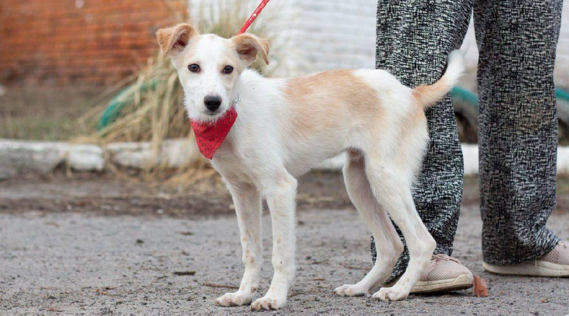 Chiens à adopter