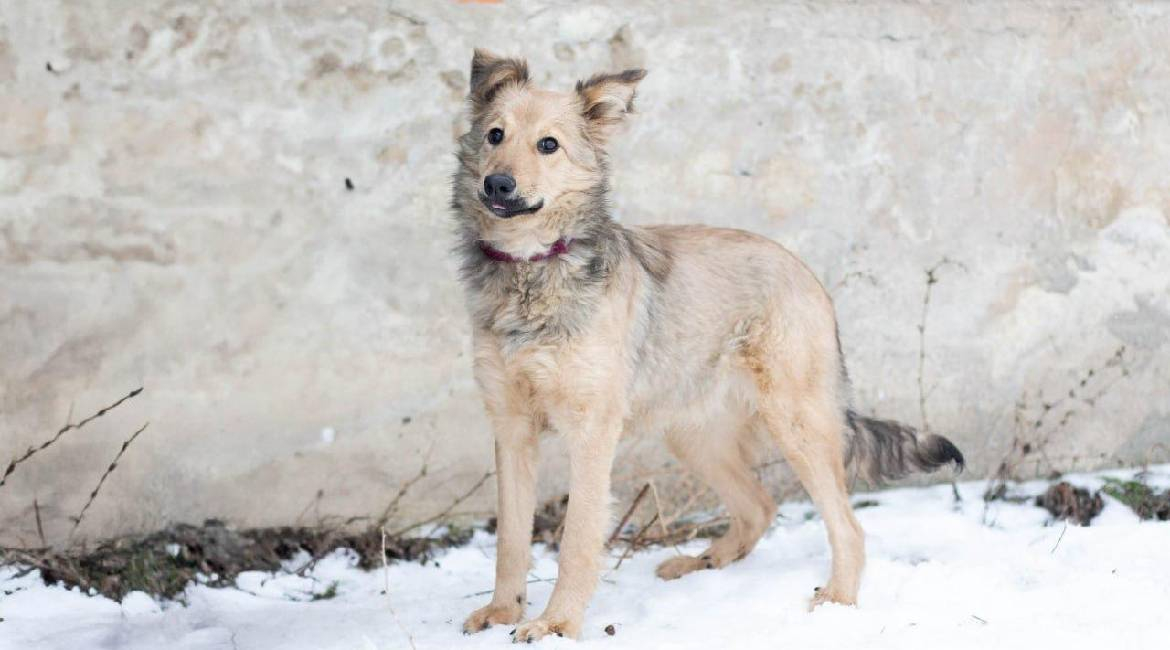 Chiens à adopter