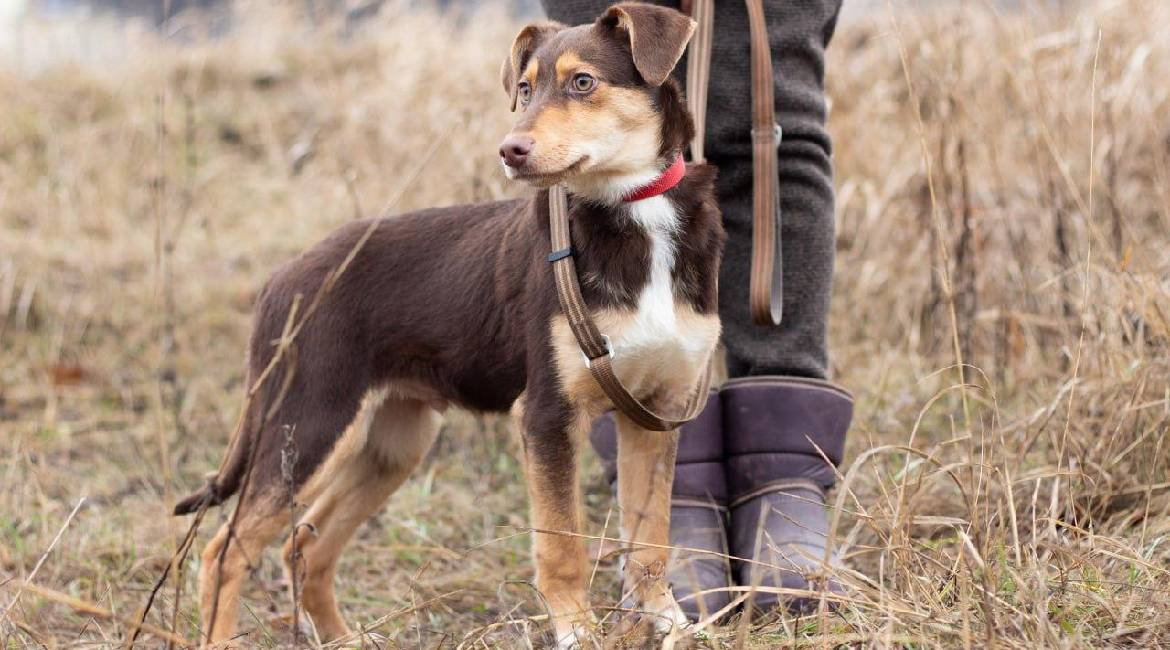 Chiens à adopter