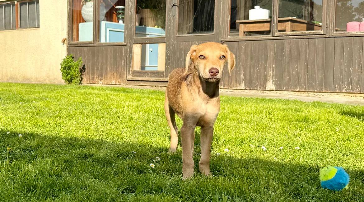 Chiens à adopter