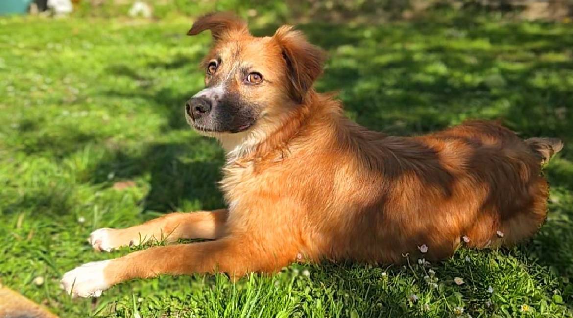 Chiens à adopter