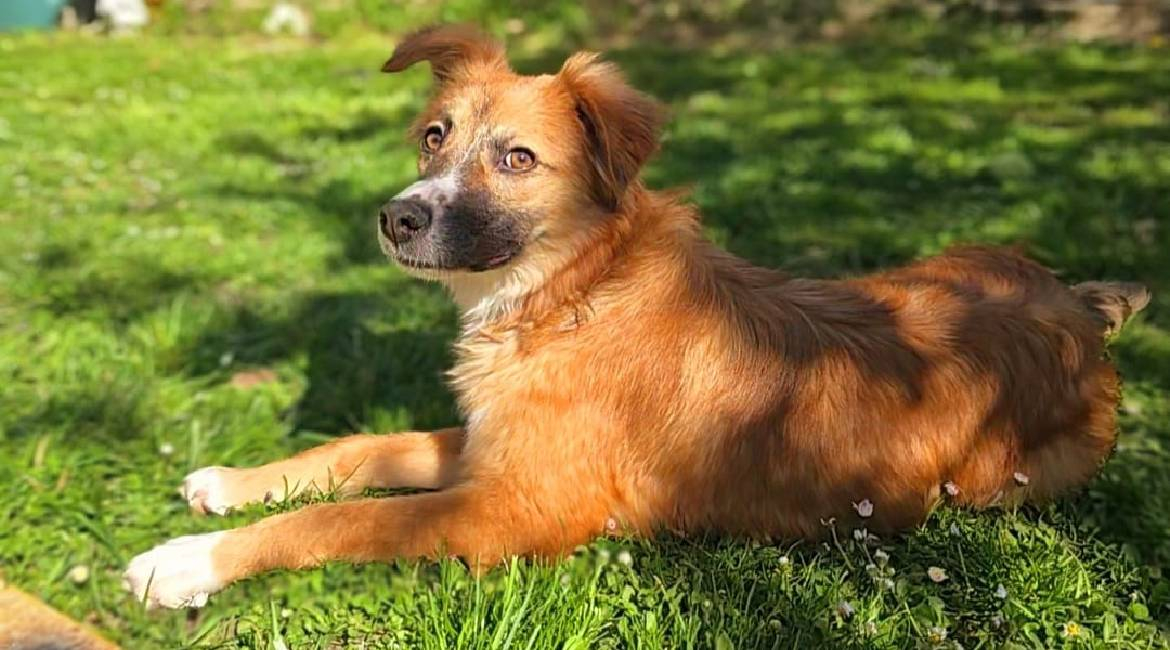 Chiens à adopter