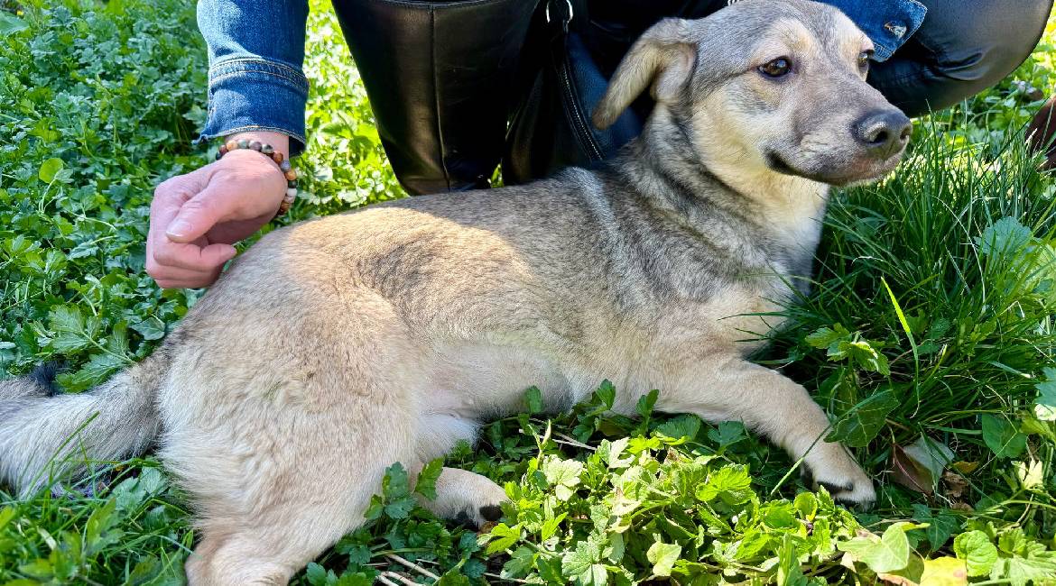 Chiens à adopter