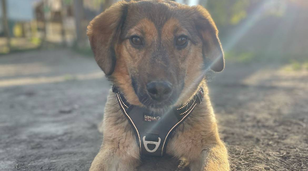 Chiens à adopter