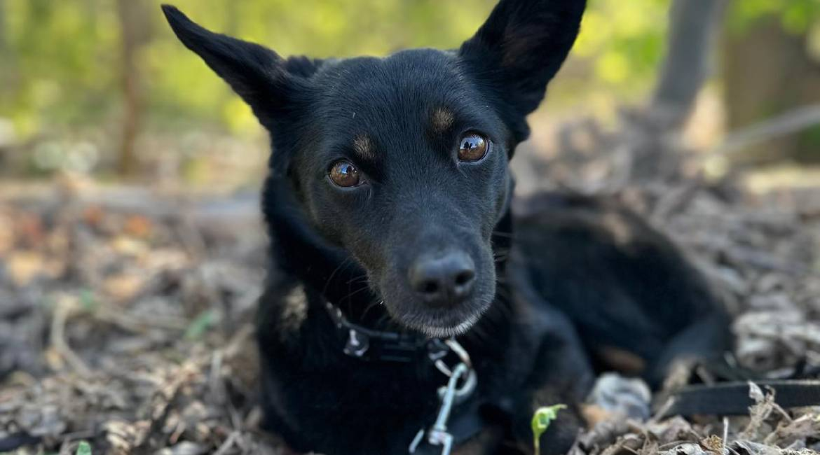Chiens à adopter