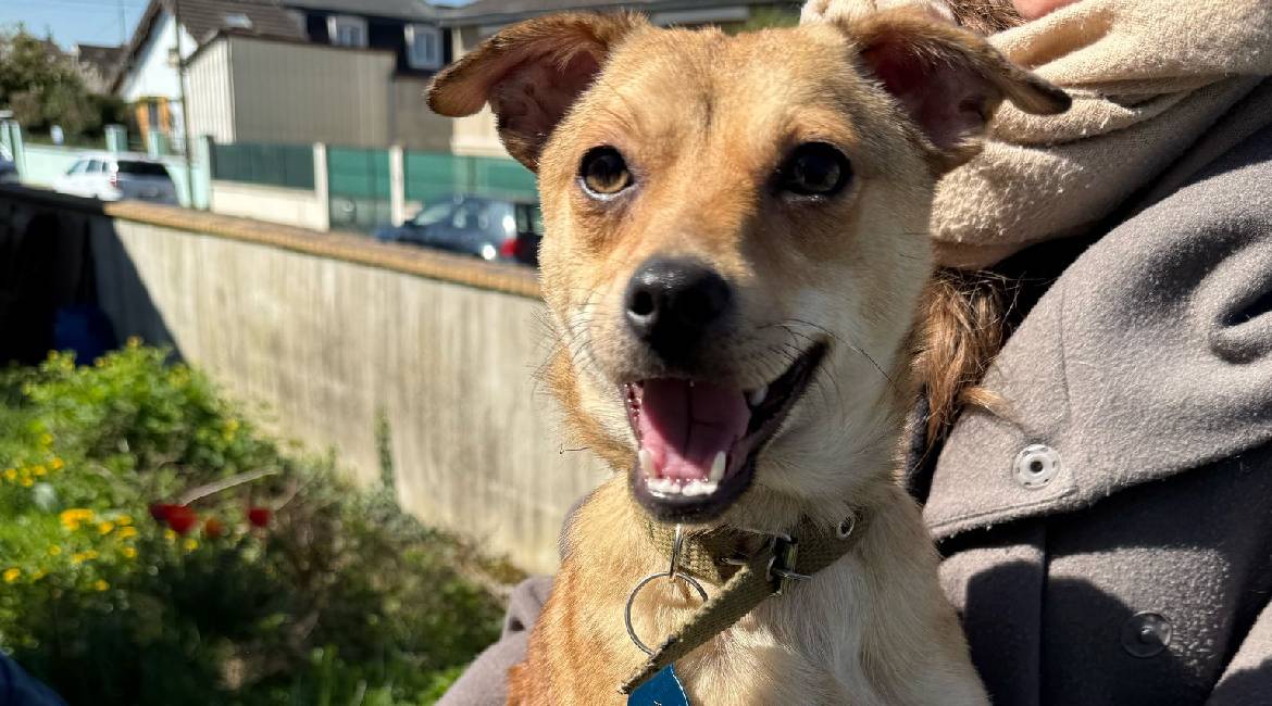 Chiens à adopter