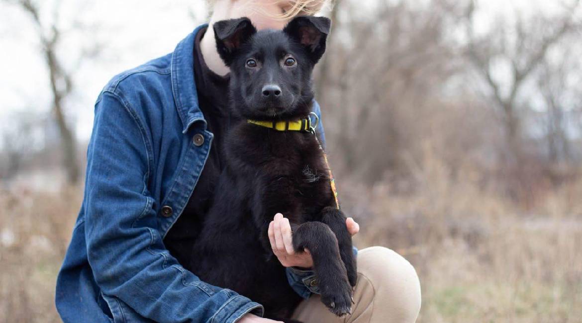 Chiens à adopter