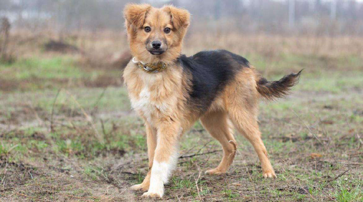 Chiens à adopter