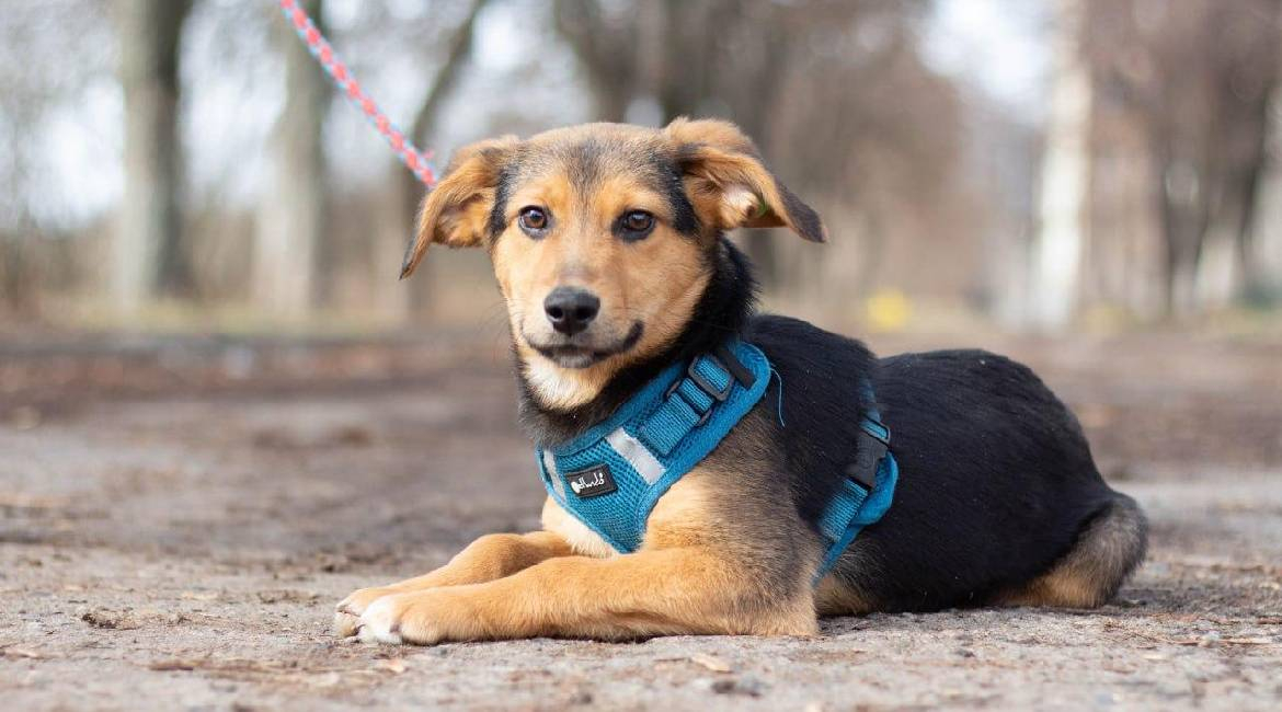 Chiens à adopter