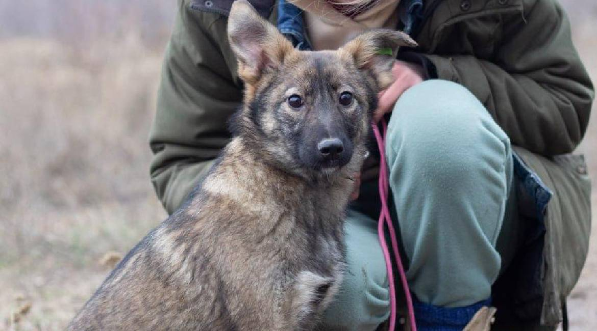 Chiens à adopter