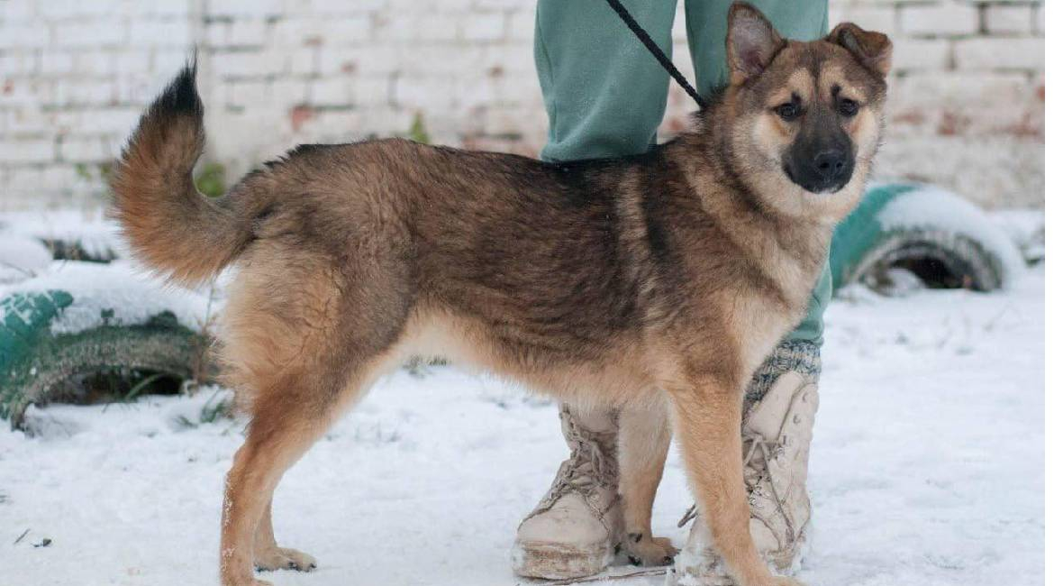 Chiens à adopter