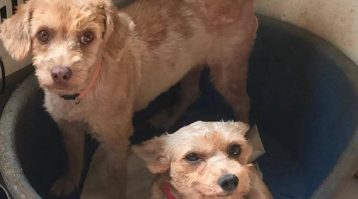 Chiens à adopter