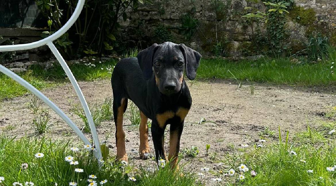 Chiens à adopter
