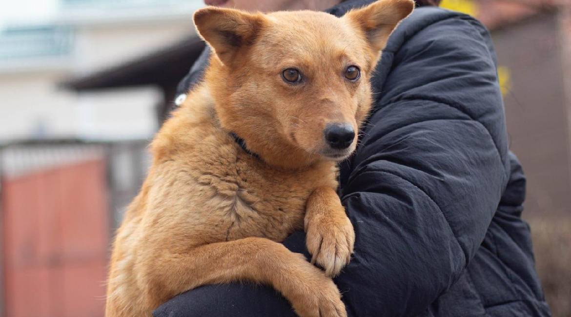 Chiens à adopter