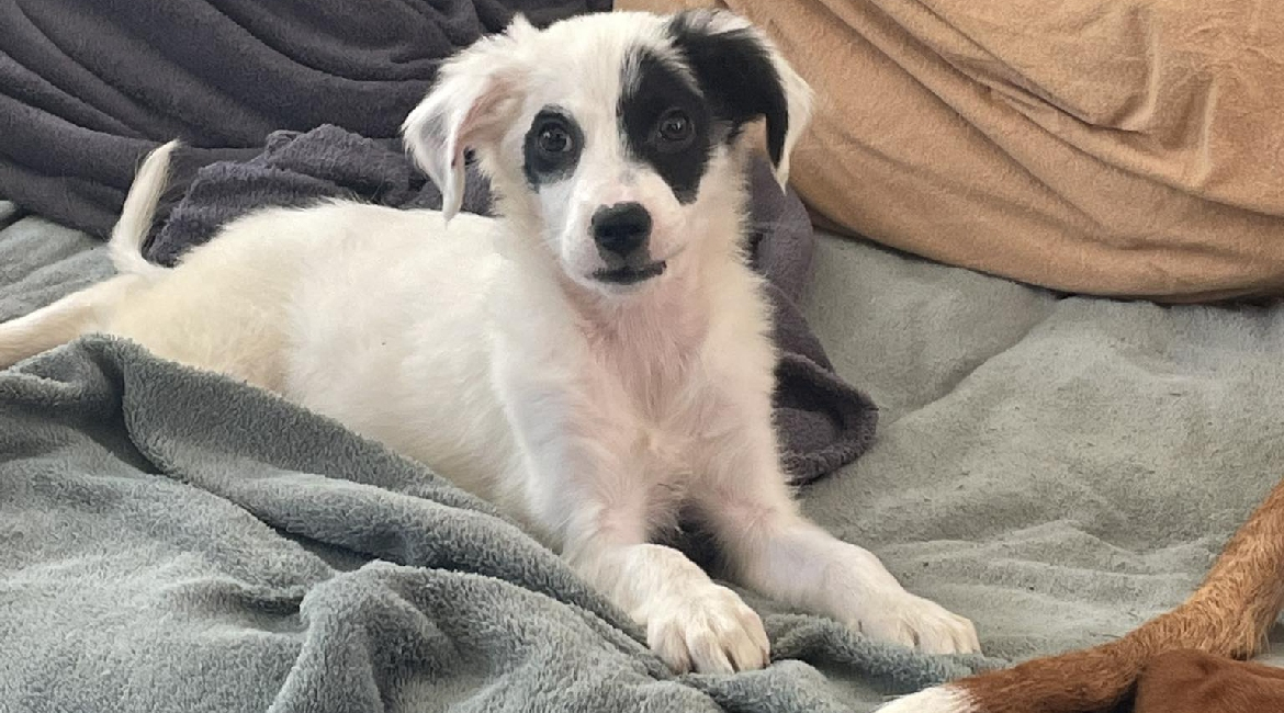 Chiens à adopter