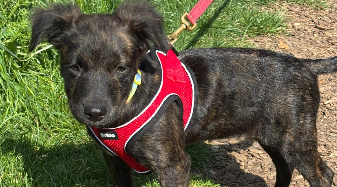 Chiens à adopter