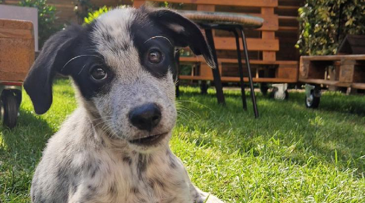 Chiens à adopter