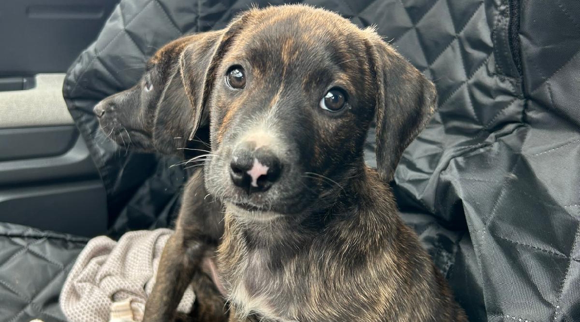 Chiens à adopter