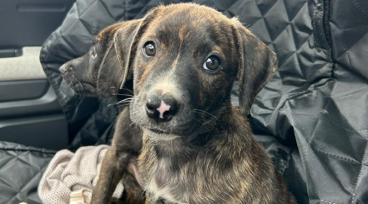 Chiens à adopter