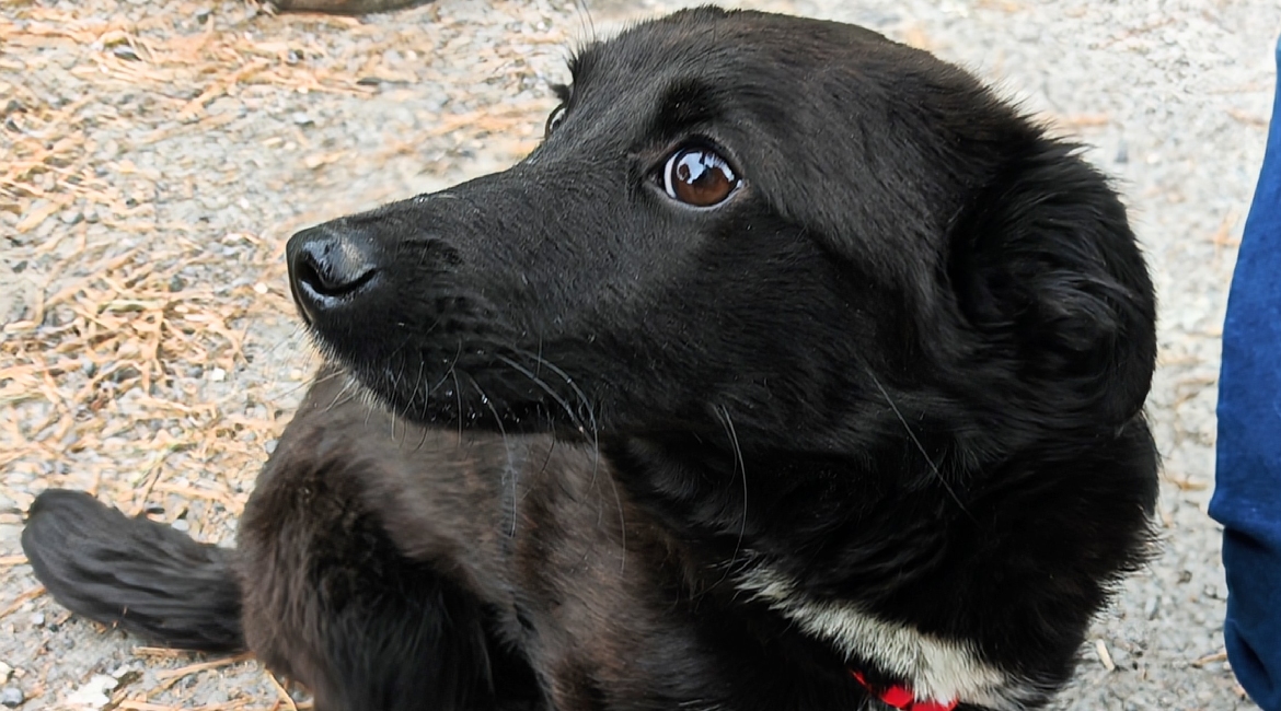 Chiens à adopter