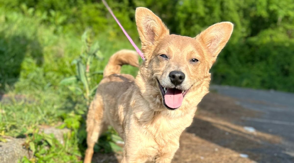 Chiens à adopter