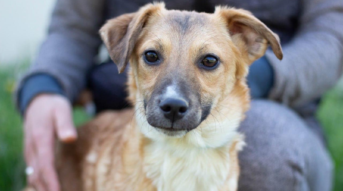 Chiens à adopter