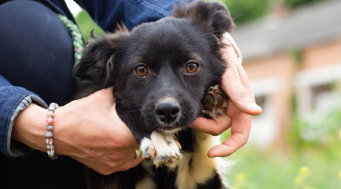 Chiens à adopter