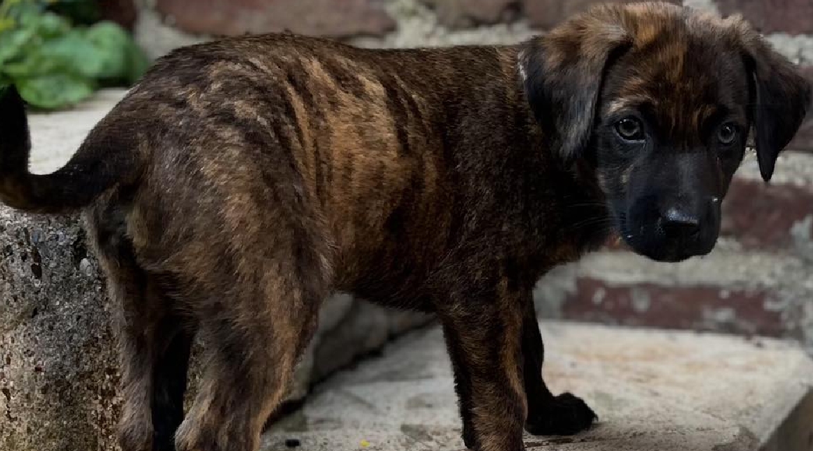 Chiens à adopter