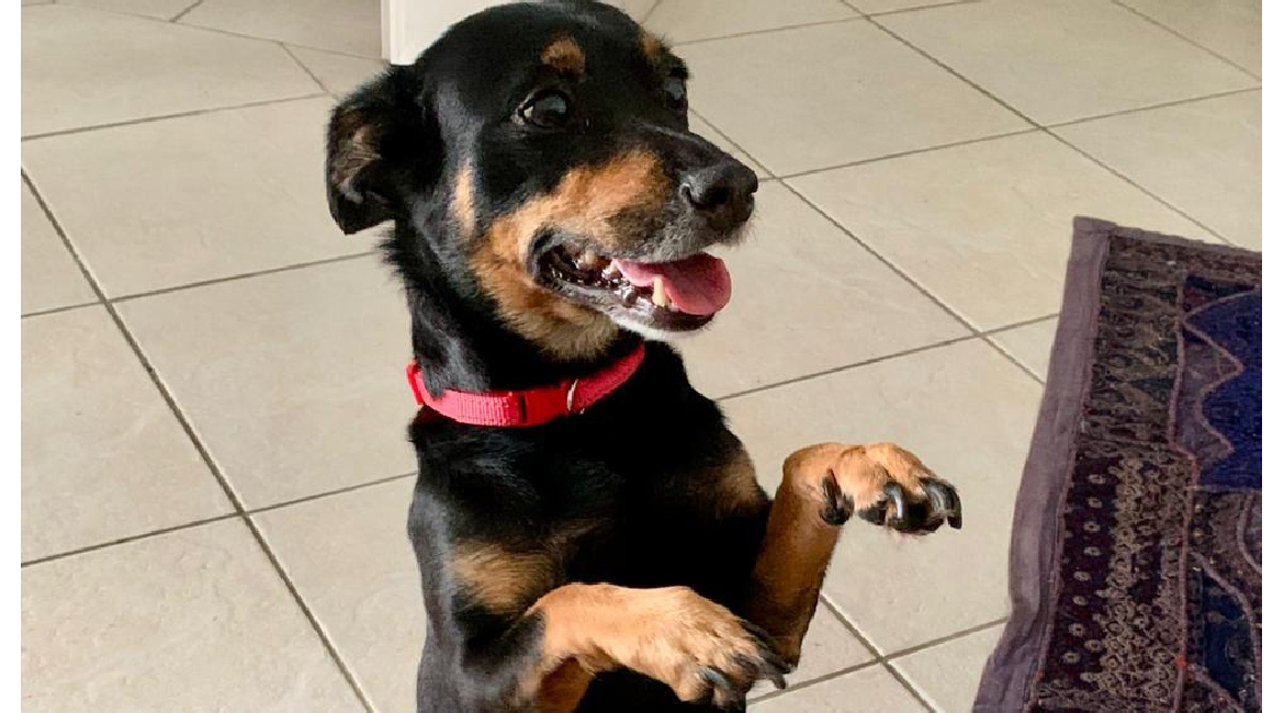 Chiens à adopter