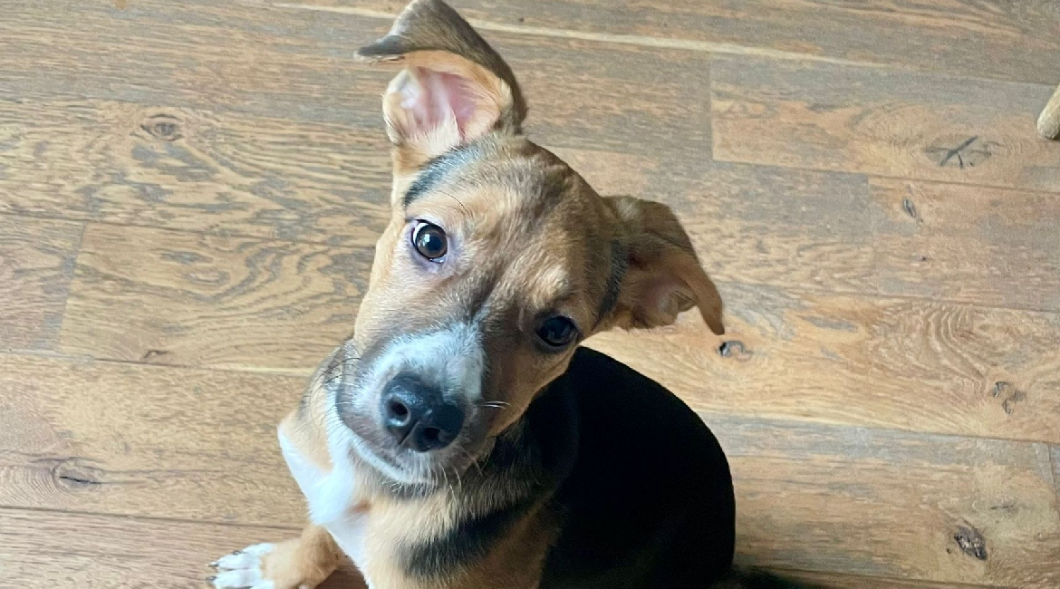 Chiens à adopter