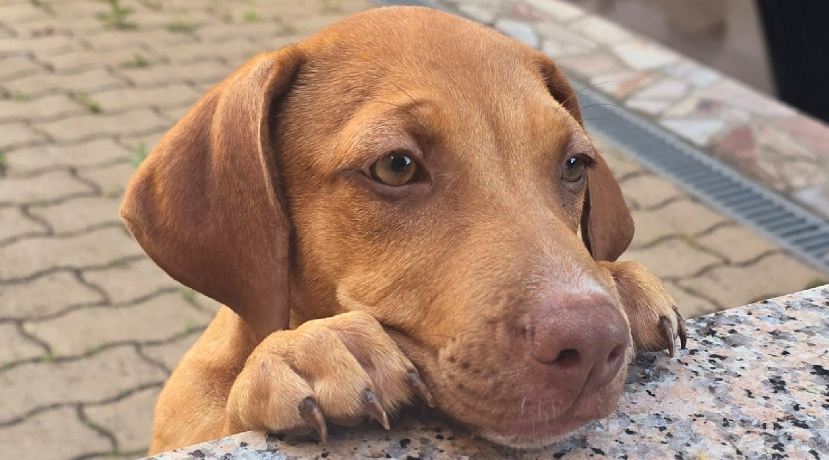 Chiens à adopter