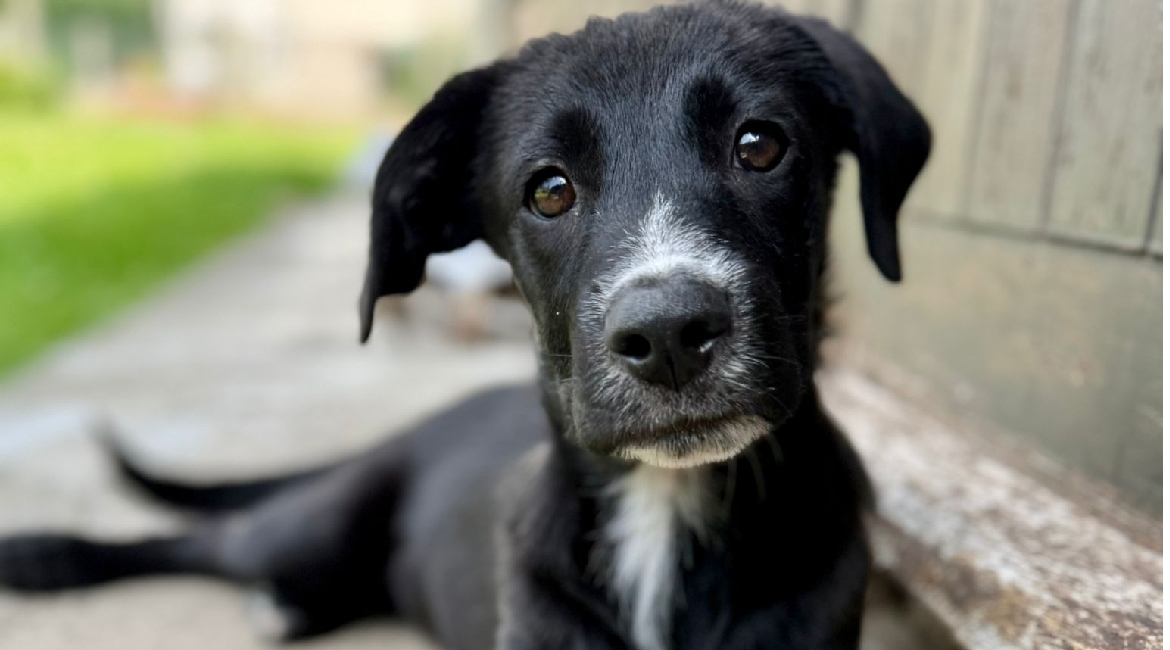 Chiens à adopter