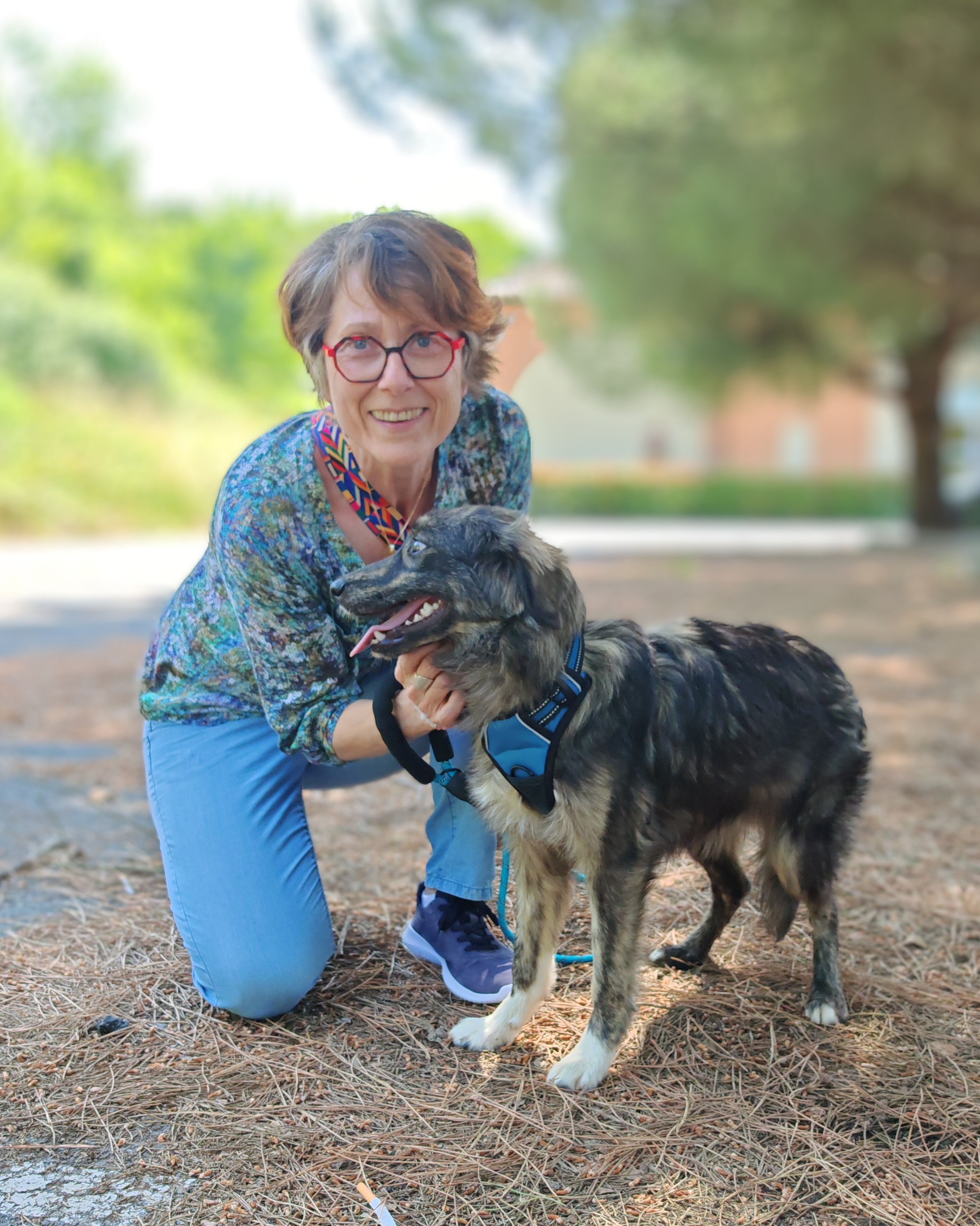 Chiens à adopter