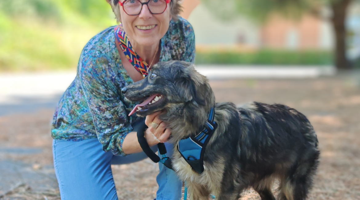 Chiens à adopter
